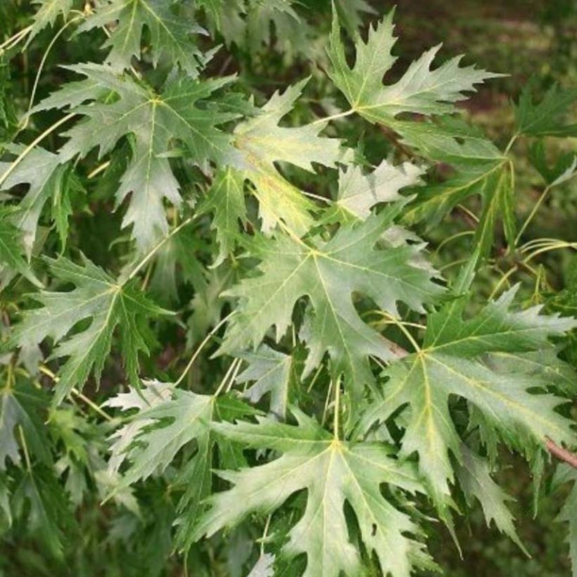Silber-Ahorn Pyramidale - Acer saccharinum (Foliage)
