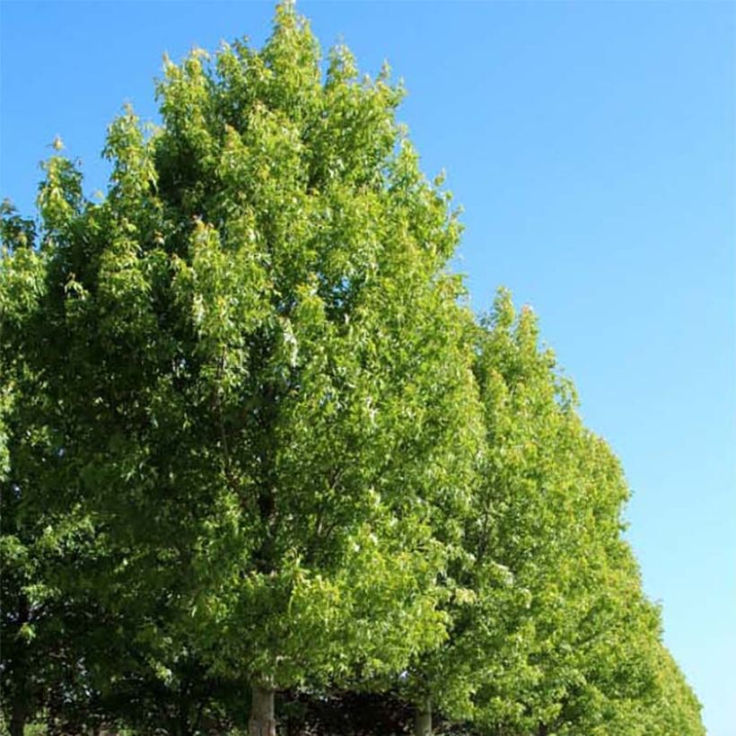 Silber-Ahorn Pyramidale - Acer saccharinum (Plant habit)