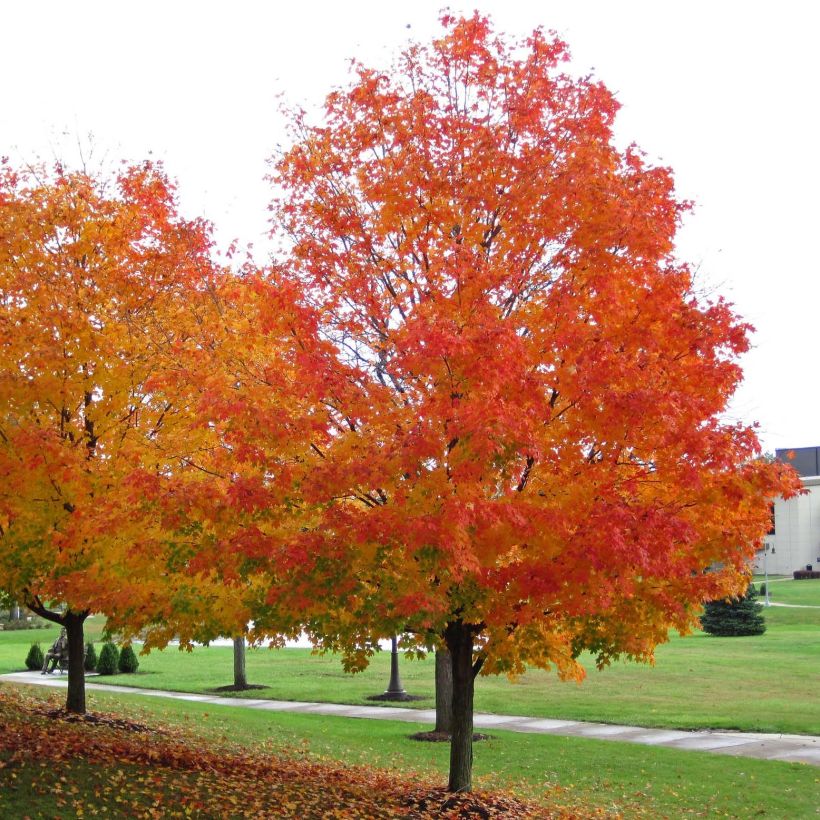 Echter Zucker-Ahorn - Acer saccharum (Plant habit)