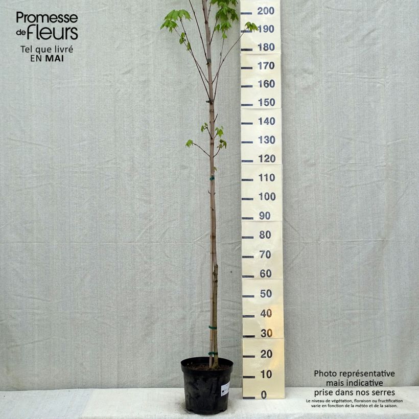 Example of Echter Zucker-Ahorn - Acer saccharum Topf mit 7,5L/10L as you get in printemps