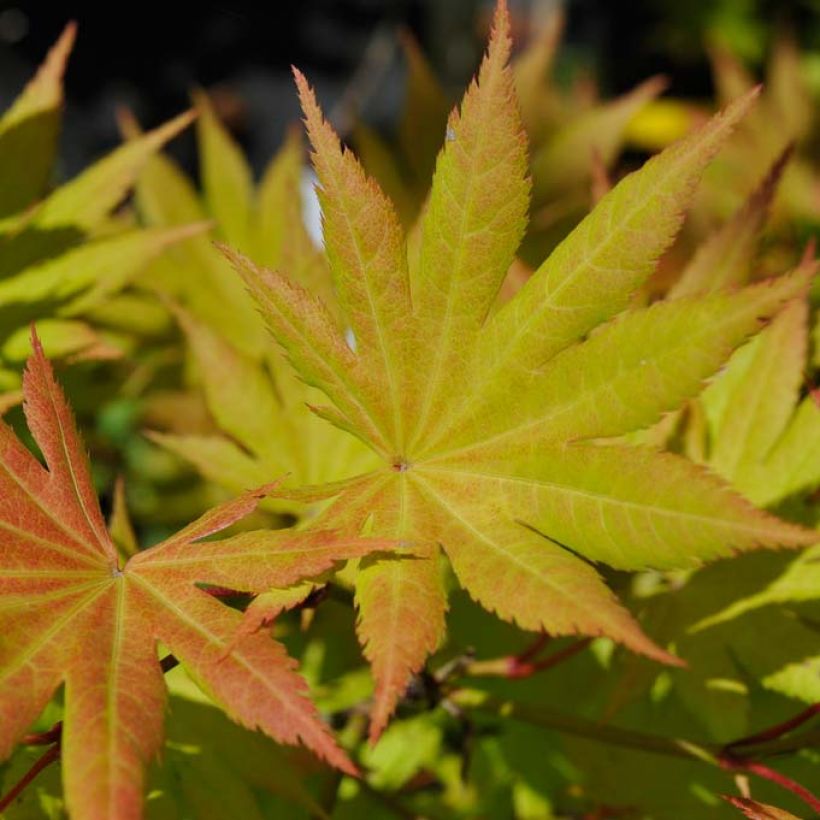 Japanischer Ahorn Autumn moon - Acer shirasawanum (Foliage)