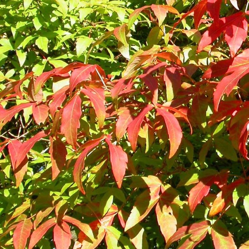 Dreiblütiger Ahorn - Acer triflorum (Foliage)