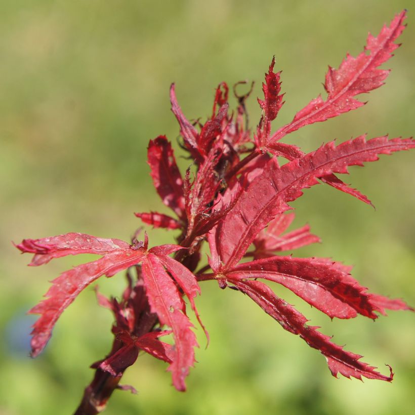 Fächerahorn Shirazz - Acer palmatum (Laub)