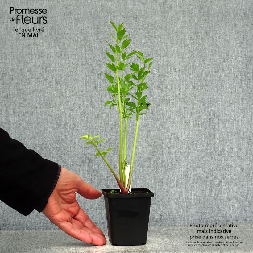 Exemplar von Liebstöckel - Levisticum officinale Kleine Töpfe von 8/9 cm wie im Frühjahr geliefert