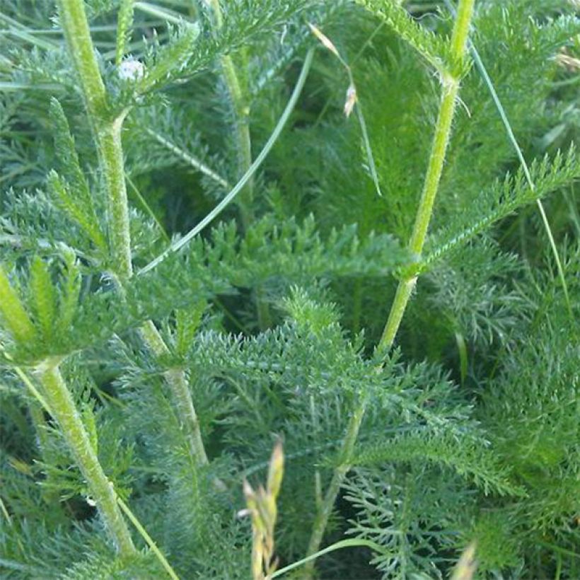 Achillea odorata - Duftende Schafgarbe (Foliage)