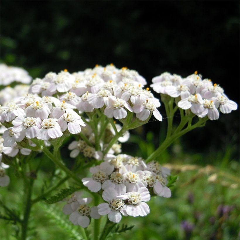 Achillea odorata - Duftende Schafgarbe (Flowering)