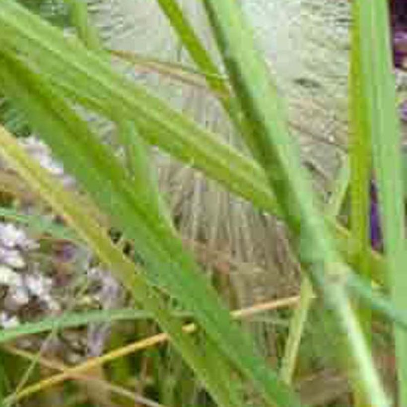 Achillea millefolium Chamois - Gemeine Schafgarbe (Foliage)