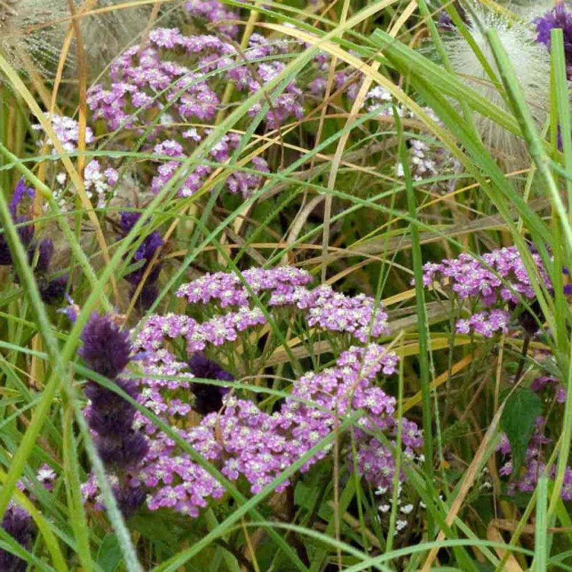 Achillea millefolium Chamois - Gemeine Schafgarbe (Plant habit)