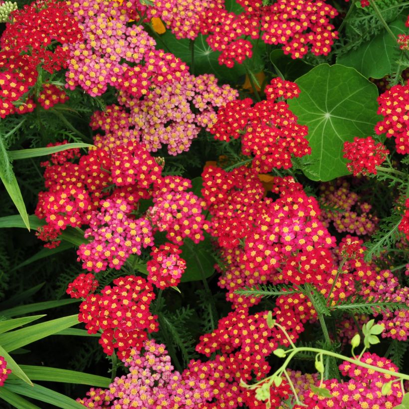 Achillea millefolium Summer Pastel - Gemeine Schafgarbe (Flowering)