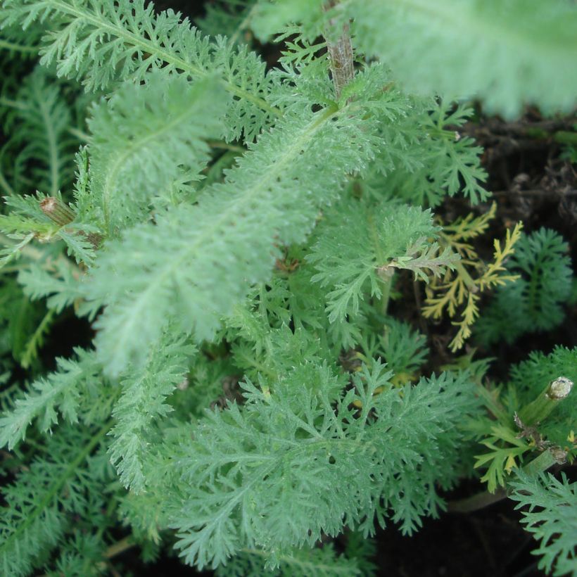 Achillea millefolium Red Velvet - Gemeine Schafgarbe (Foliage)