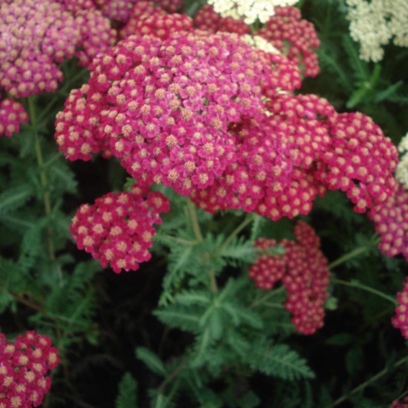 Achillea millefolium Red Velvet - Gemeine Schafgarbe (Flowering)