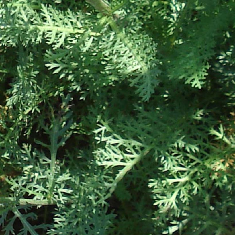 Achillea millefolium Saucy Seduction - Gemeine Schafgarbe (Foliage)