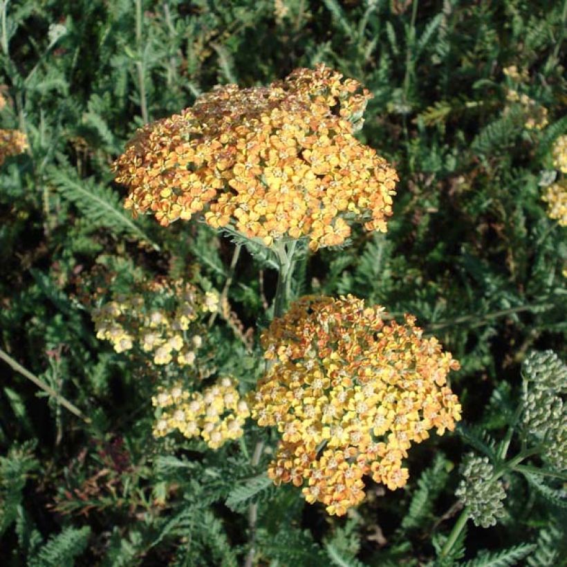 Achillea millefolium Summerwine - Gemeine Schafgarbe (Plant habit)