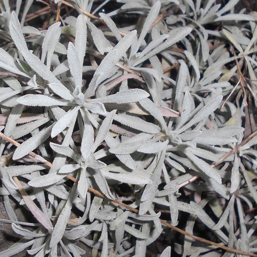 Achillea ageratifolia - Dalmatiner-Silber-Garbe (Foliage)