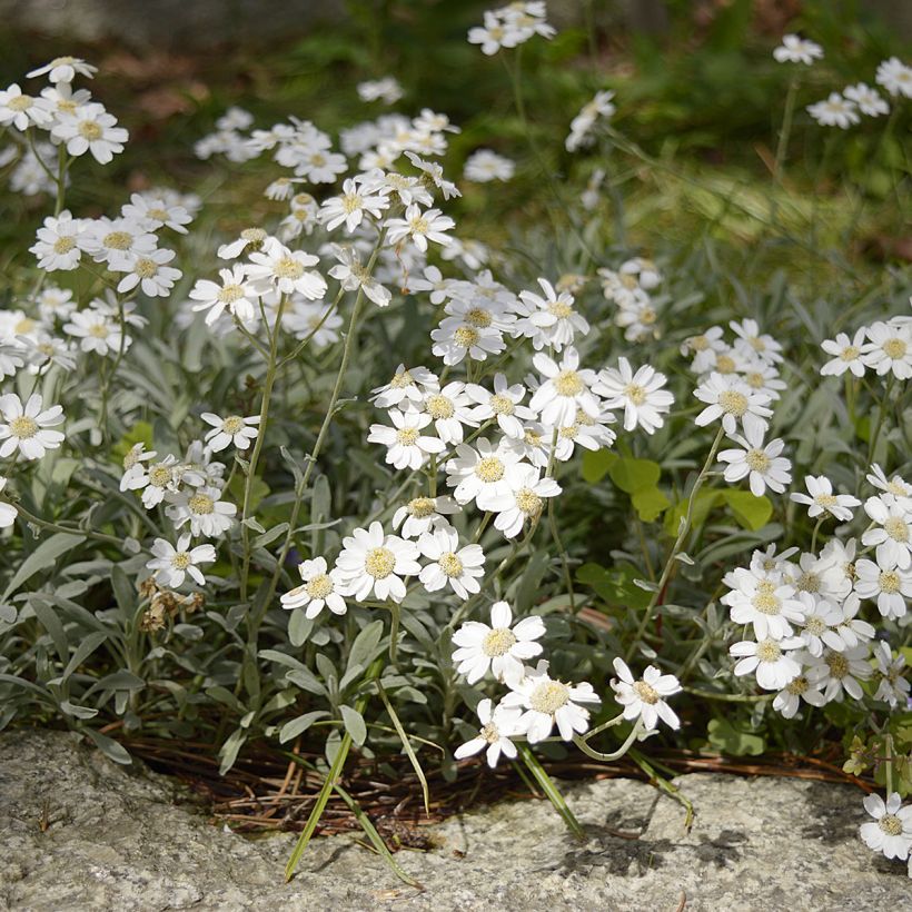 Achillea ageratifolia - Dalmatiner-Silber-Garbe (Plant habit)