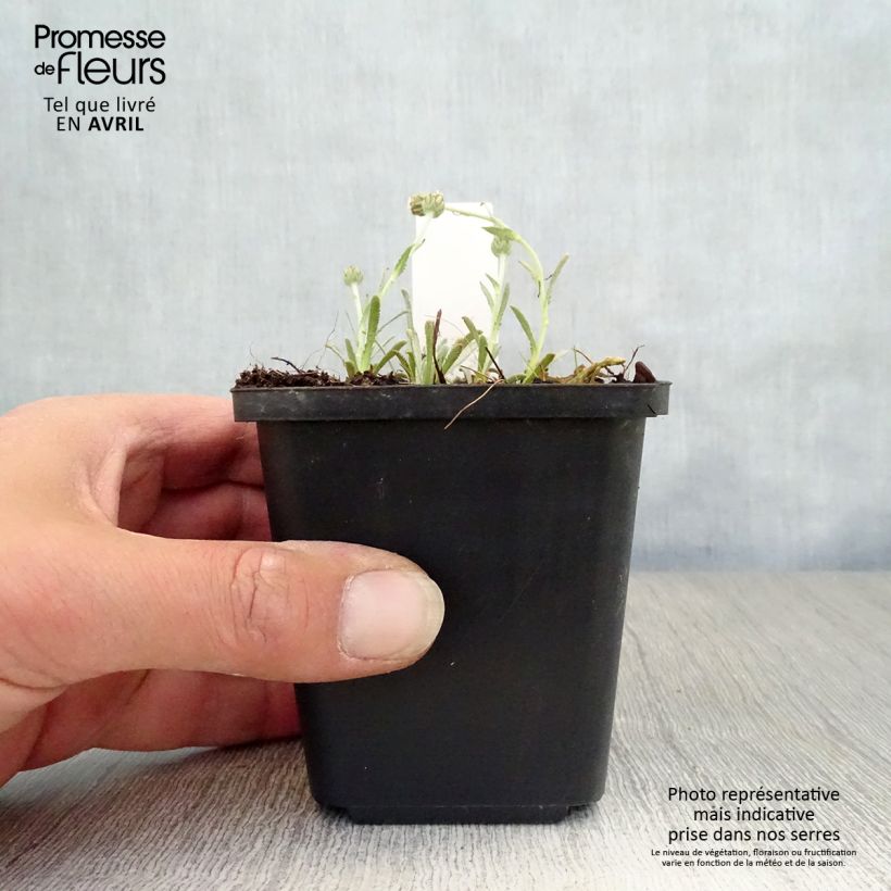 Exemplar von Achillea ageratifolia - Dalmatiner-Silber-Garbe Kleine Töpfe von 8/9 cm wie im Frühjahr geliefert