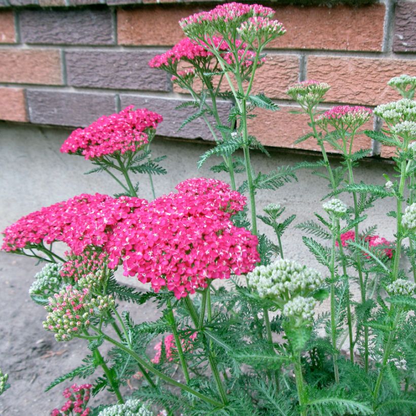 Achillea asplenifolia - Gewöhnliche Schafgarbe (Plant habit)
