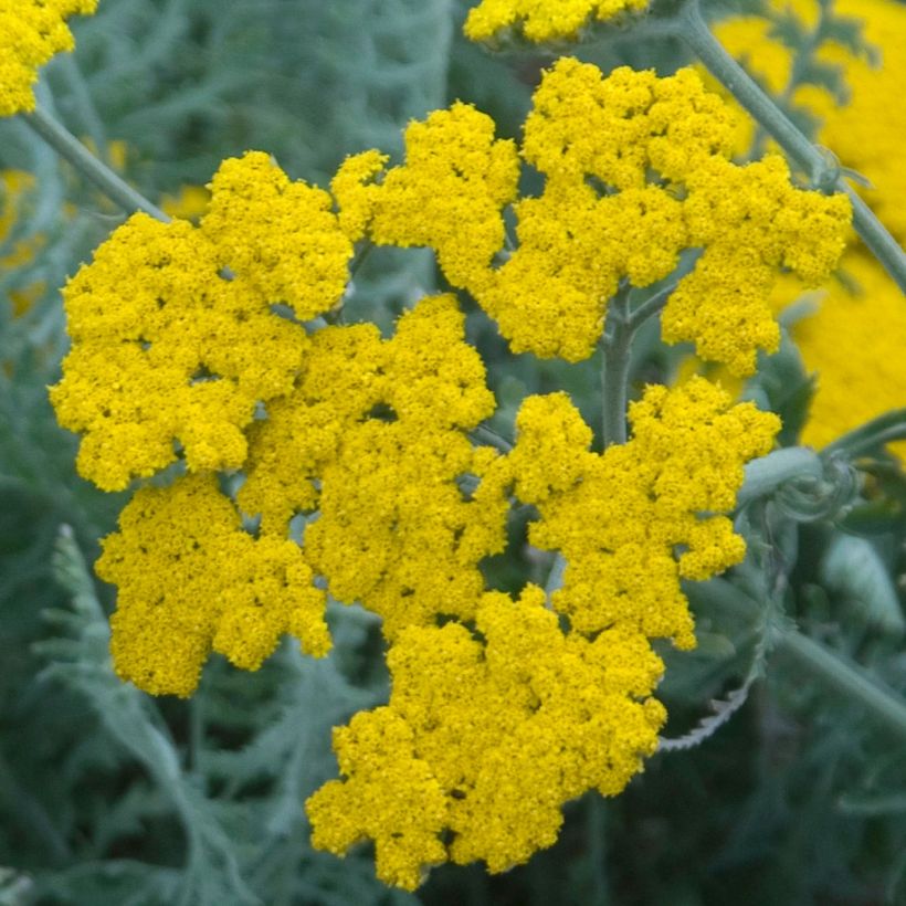 Achillea clypeolata - Goldquirl-Garbe (Flowering)