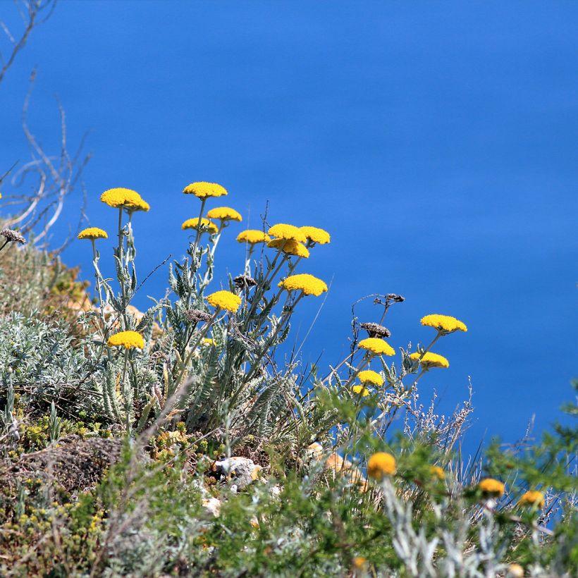 Achillea clypeolata - Goldquirl-Garbe (Plant habit)