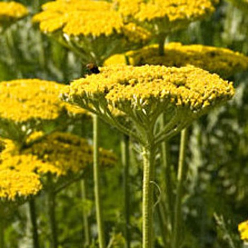 Achillea filipendulina Golden Plate - Hohe Gelbe Schafgarbe (Plant habit)