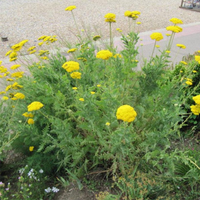 Achillea fillipendulina Cloth of Gold - Hohe Gelbe Schafgarbe (Plant habit)