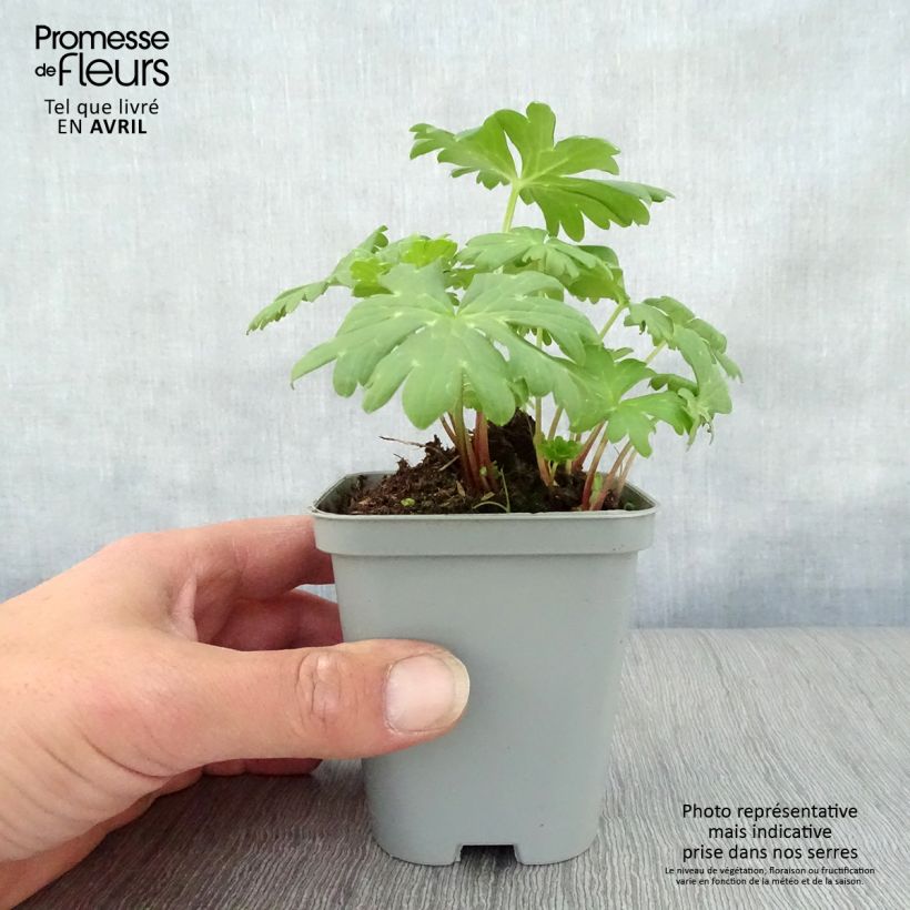 Exemplar von Achillea Little Moonshine - Filzige Schafgarbe Kleine Töpfe von 8/9 cm wie im Frühjahr geliefert