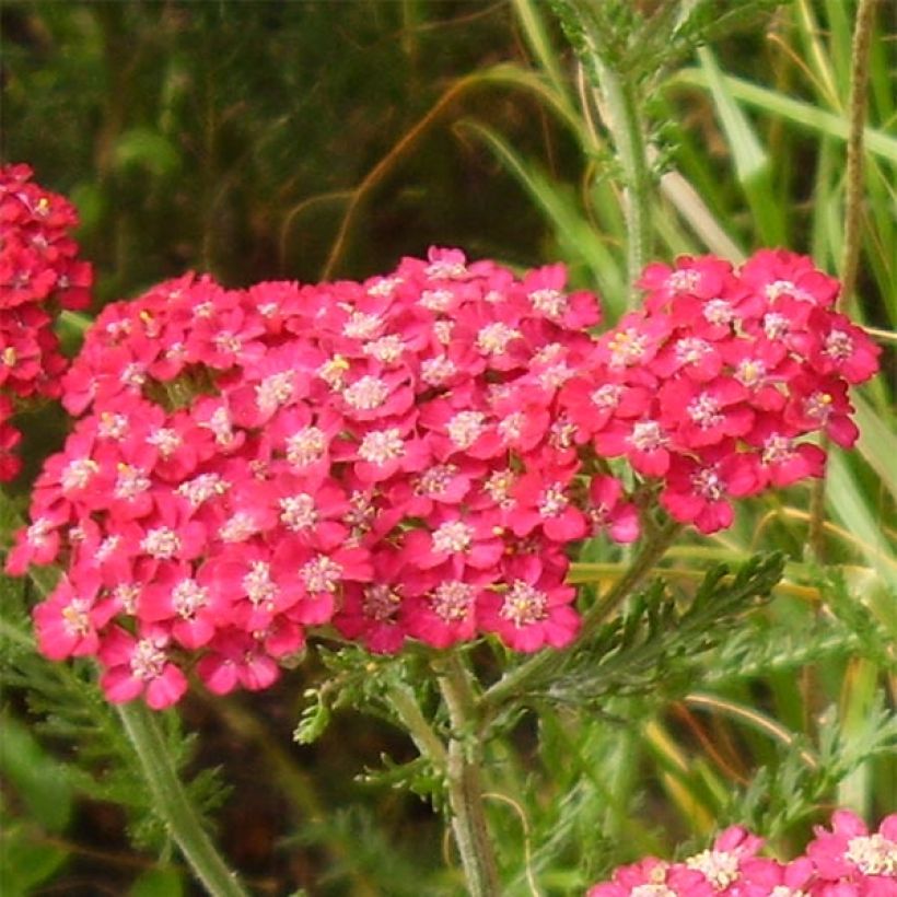 Achillea millefolium Petra - Gemeine Schafgarbe (Flowering)