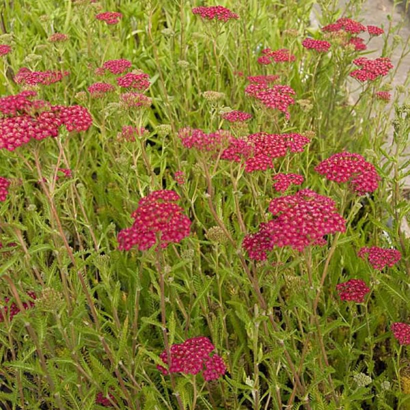 Achillea millefolium Velours - Gemeine Schafgarbe (Plant habit)