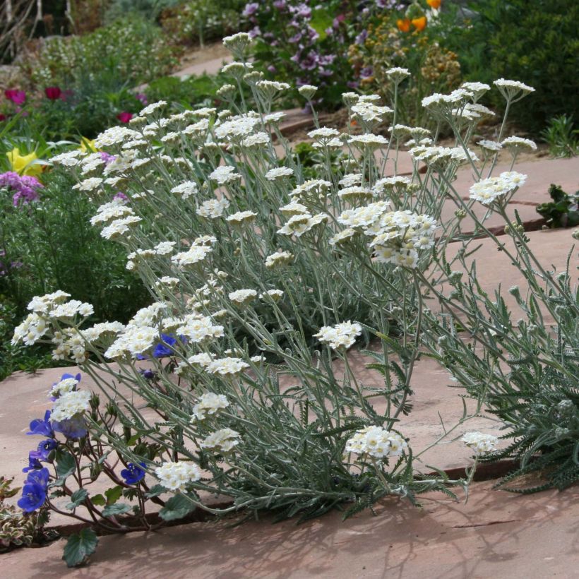 Achillea kellereri - Kellers Schafgarbe (Plant habit)