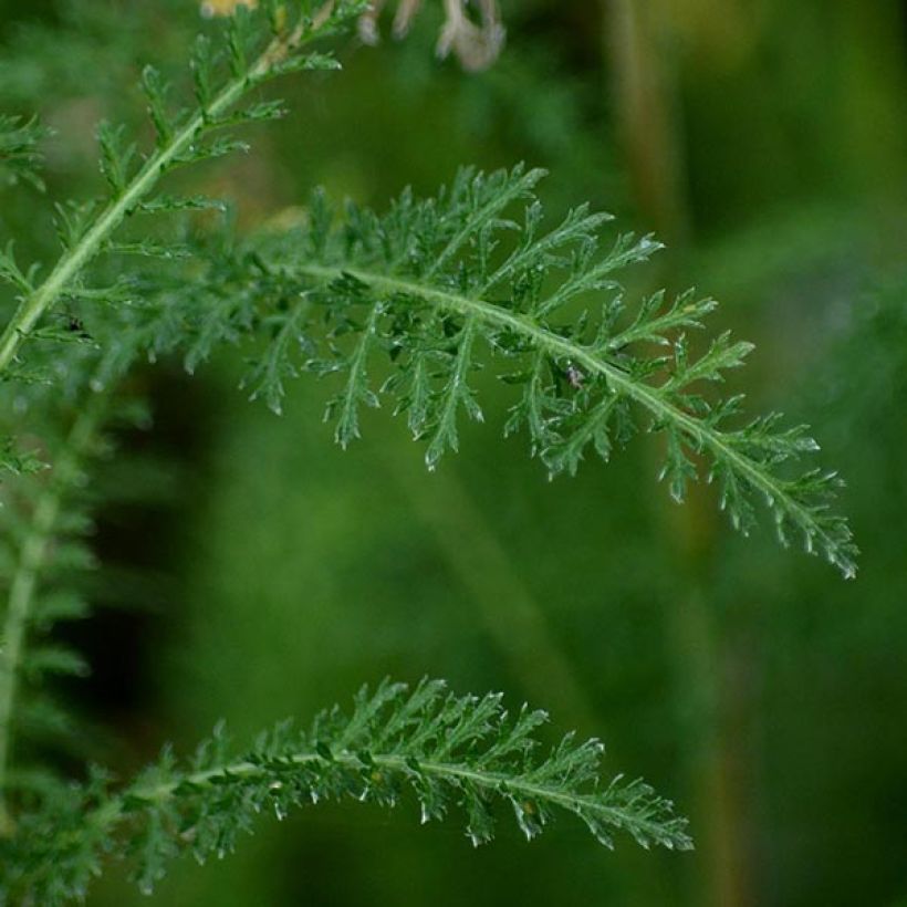 Achillea millefolium Cerise Queen - Gemeine Schafgarbe (Foliage)