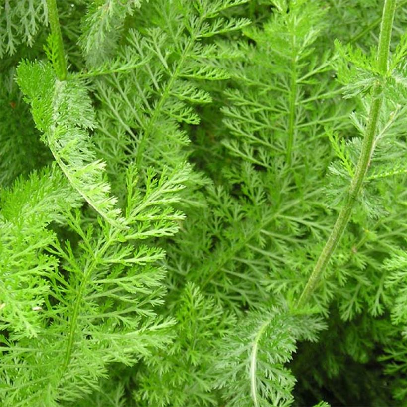 Achillea millefolium Desert Eve Deep Yellow - Gemeine Schafgarbe (Foliage)