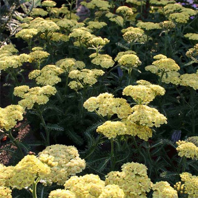 Achillea millefolium Desert Eve Deep Yellow - Gemeine Schafgarbe (Flowering)