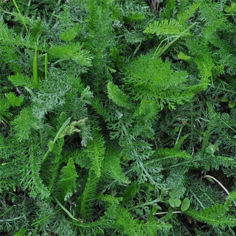 Achillea millefolium Jacqueline - Gemeine Schafgarbe (Foliage)