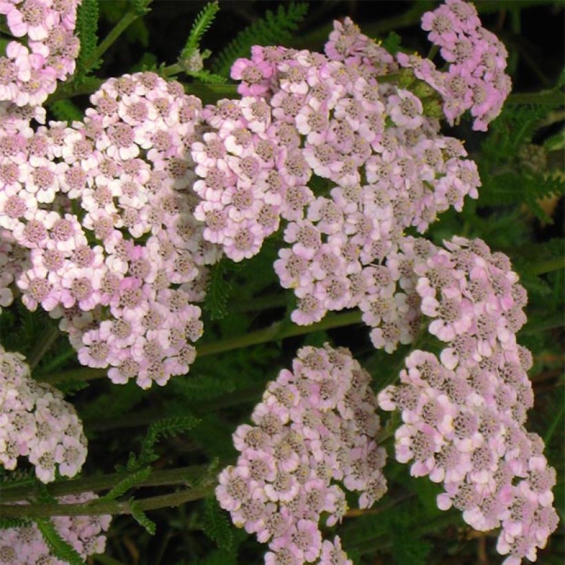 Achillea millefolium Jacqueline - Gemeine Schafgarbe (Flowering)