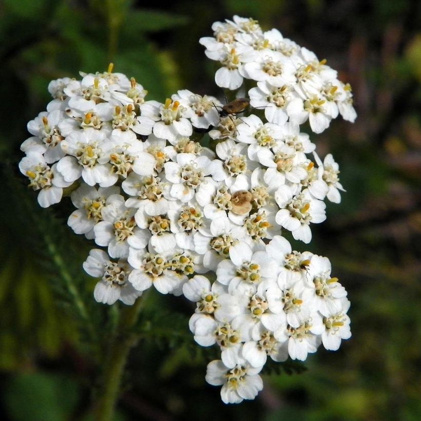 Achillea millefolium Mondpagode - Gemeine Schafgarbe (Flowering)
