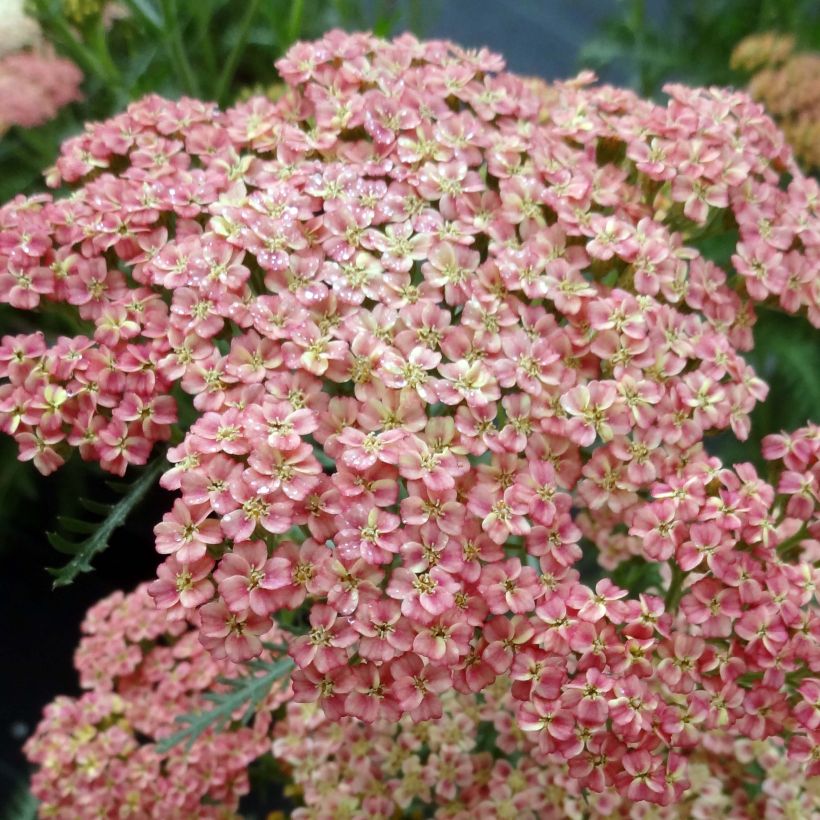 Achillea millefolium Peachy Seduction - Gemeine Schafgarbe (Flowering)
