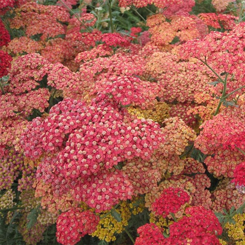 Achillea millefolium Pretty Woman - Gemeine Schafgarbe (Flowering)