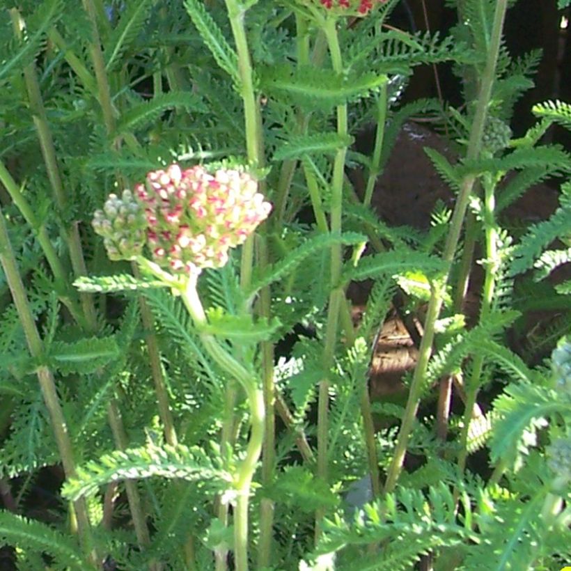 Achillea millefolium The Beacon - Gemeine Schafgarbe (Foliage)