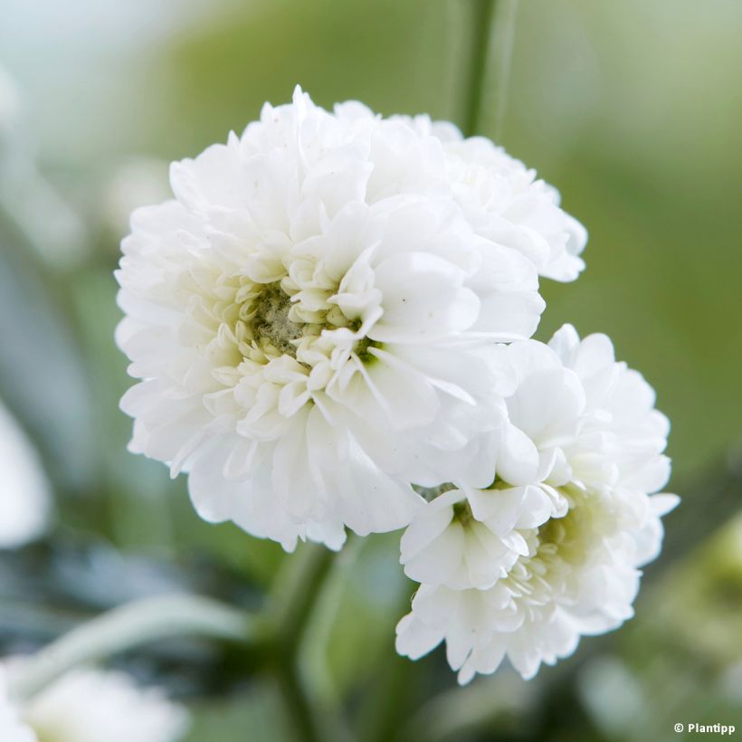 Achillea ptarmica Diadem - Sumpf-Schafgarbe (Flowering)
