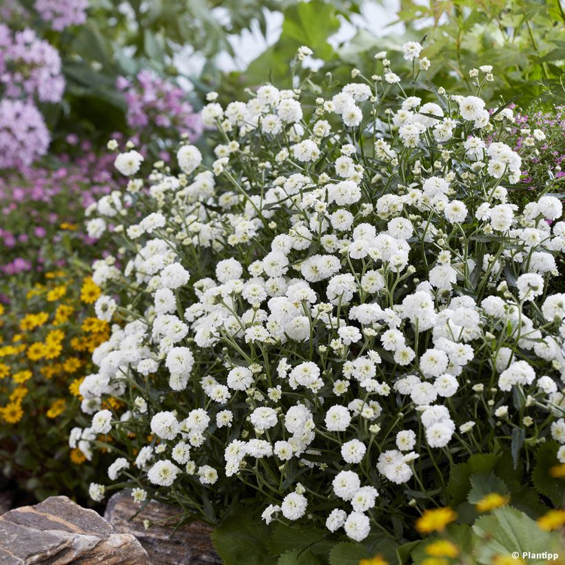Achillea ptarmica Diadem - Sumpf-Schafgarbe (Plant habit)