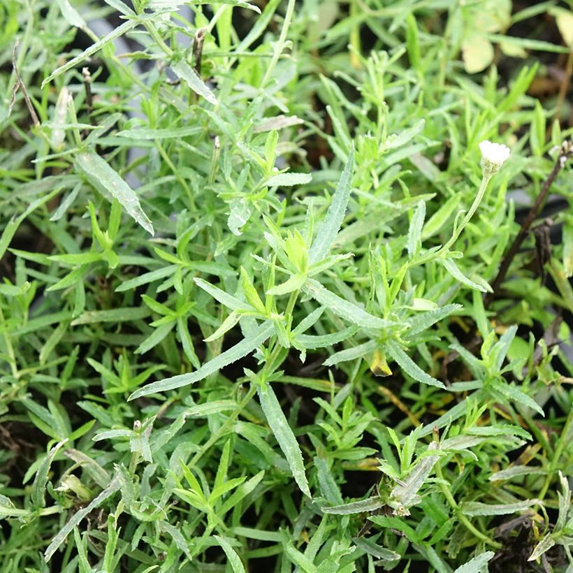 Achillea ptarmica Diadem - Sumpf-Schafgarbe (Foliage)