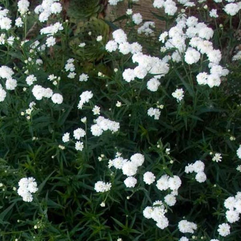 Achillea ptarmica Perry s White - Sumpf-Schafgarbe (Plant habit)