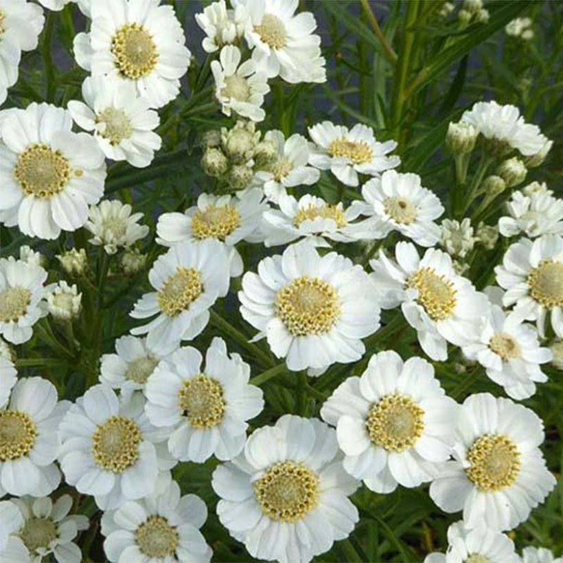 Achillea ptarmica Xana - Sumpf-Schafgarbe (Flowering)