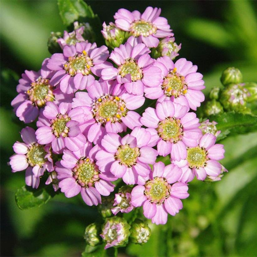 Achillea sibirica var. camtschatica Love Parade - Sibirische Schafgarbe (Flowering)