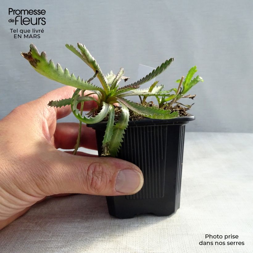 Exemplar von Achillea sibirica var. camtschatica Love Parade - Sibirische Schafgarbe Kleine Töpfe von 8/9 cm wie im Frühjahr geliefert