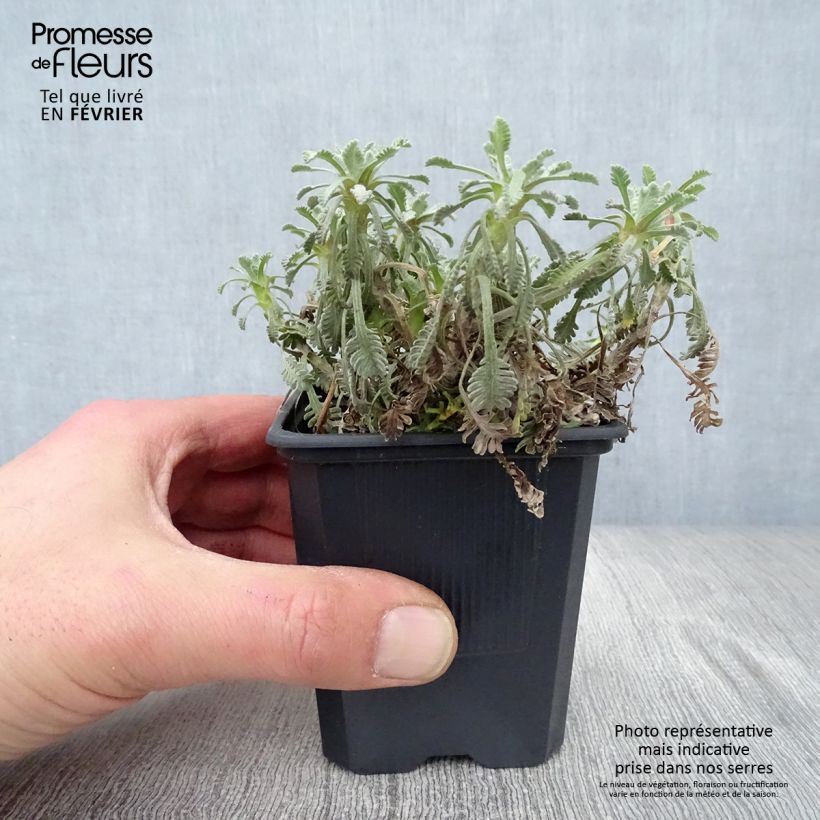 Exemplar von Achillea umbellata - Griechische Silber-Garbe Kleine Töpfe von 8/9 cm wie im Winter geliefert