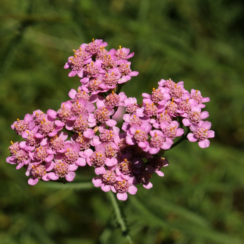 Achillea asplenifolia - Gewöhnliche Schafgarbe (Flowering)