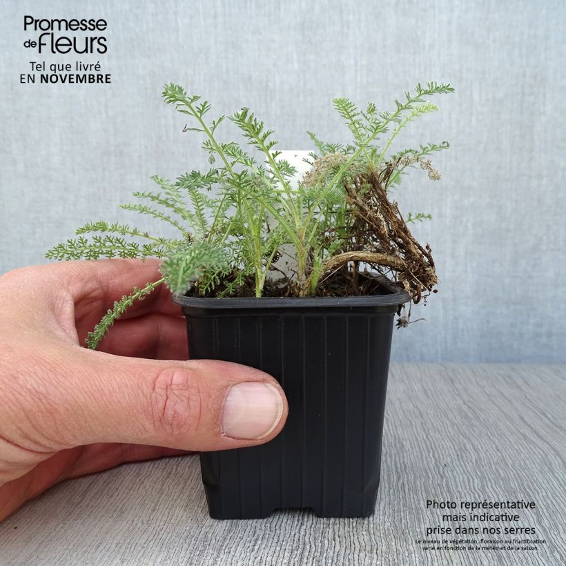 Example of Achillea crithmifolia - Meerfenchelblättrige Schafgarbe Kleine Töpfe von 8/9 cm as you get in automne