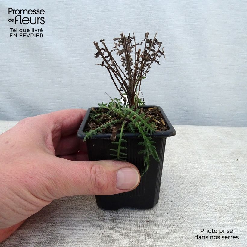 Exemplar von Achillea filipendulina Parker's Variety - Hohe Gelbe Schafgarbe Kleine Töpfe von 8/9 cm wie im Winter geliefert