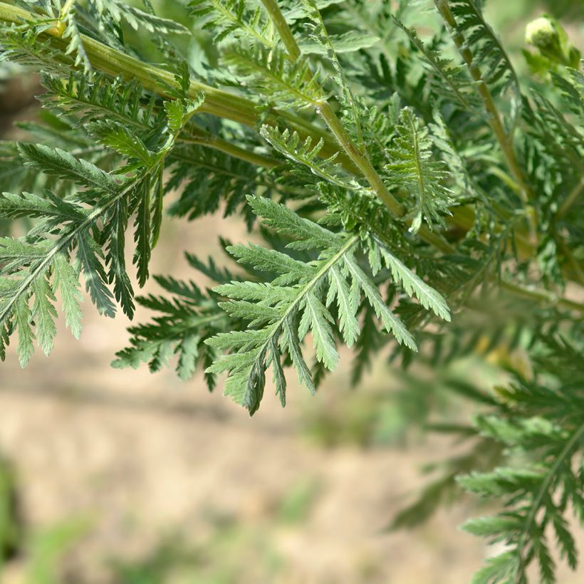Achillea filipendulina Parker's Variety - Hohe Gelbe Schafgarbe (Foliage)